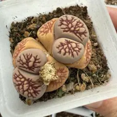 専用❤️メルカリ便付き12点同梱-550円多肉植物　リトープス　白珊瑚 鉢のまま 多肉植物 リトープス 白珊瑚玉 鉢のまま - メルカリ