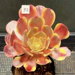 20#観葉植物 アエオニウム錦❤️リバーストーン❤️ 1大頭9小頭17cm 拔