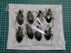 2026年最新】オサムシ 標本の人気アイテム - メルカリ