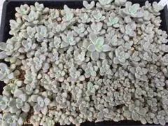 多肉植物　だるま姫秀麗　34.5×26トレーごと発送のサムネイル