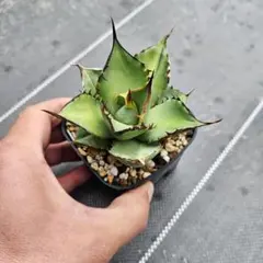 2000GT様 リクエスト 2点 まとめ商品