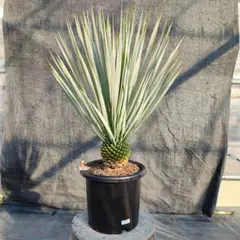 2026年最新】ユッカ リギダの人気アイテム - メルカリ