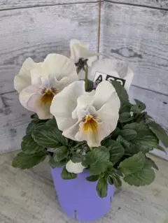 【現品・ポットまま発送】遊（あそび）ビオラ　変わり咲ビオラ⑬