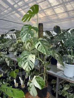 2025年最新】斑入りモンステラ ホワイトタイガーの人気アイテム - メルカリ