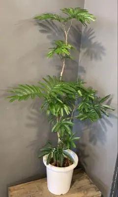 訳あり大特価】エバーフレッシュ 曲がり 観葉植物 大型 室内 - メルカリ