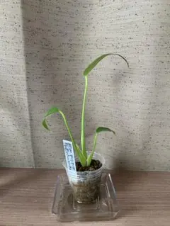 [75-P] 몬스테라 델리시오 사발 마르크스 프레임