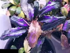 2026年最新】Buce 水の国の人気アイテム - メルカリ