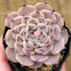 2026年最新】沙羅姫牡丹の人気アイテム - メルカリ