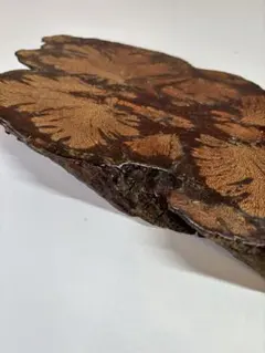 瘤杢 木材 原木断面 花杢 根株 花台 装飾台 木目美品 工芸用・観賞用