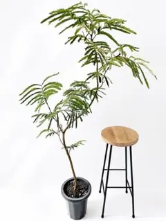希少♡斑入り♡ネムの木♡観葉植物♡インテリア♡ - メルカリ