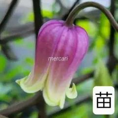 壺型クレマチス開花株【江戸茶】【希少】6号大株 - メルカリ