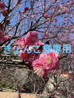 きょんこ様 リクエスト 2点 まとめ商品