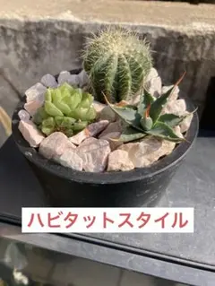 アガベ　ネバデンシス　ユタエンシス　サボテン　ハビタットスタイル　寄せ植えのサムネイル