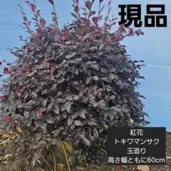 トキワマンサク 七彩 苗木 匿名鉢ことゆうパックさん発送 - メルカリ
