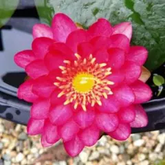 lupin様 リクエスト 4点 まとめ商品