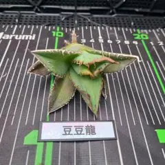 りゅう様 リクエスト 3点 まとめ商品