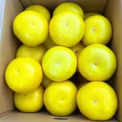 文旦　山北みかん　ポンカン　好きにも　44 文旦 山北みかん ポンカン 好きにも 104 - メルカリ