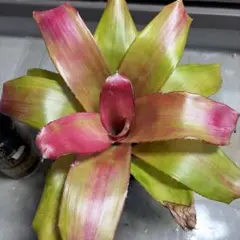 Neoregelia Green Appleのサムネイル