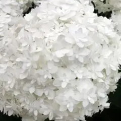 2026年最新】紫陽花挿し木の人気アイテム - メルカリ