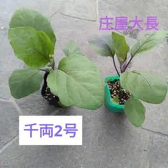 bu-bu様 リクエスト 3点 まとめ商品