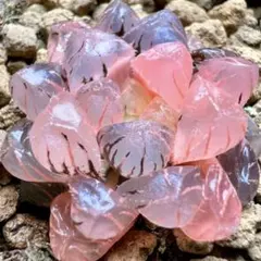 k*n様 多肉植物　ハオルチア　OB-1紫オブツーサ錦　鮮明錦　極上斑