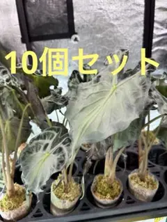 ジョニ～様 リクエスト 9点 まとめ商品