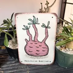 パキポディウム グラキリス イラスト アルミ 看板 塊根植物 インテリア 多肉