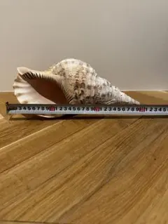 2026年最新】沖縄の法螺貝 ほら貝の人気アイテム - メルカリ