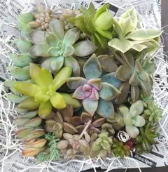 多肉植物　カット苗　寄せ植え　多肉弁当　出品11/6まで