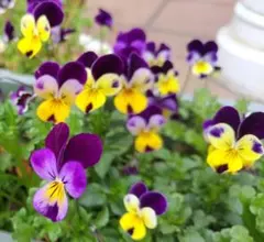 花の種 ビオラJohnnyジャンプアップ ミックス