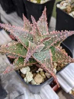 アロエハイブリッド Aloe Hybrid A_027 - メルカリ