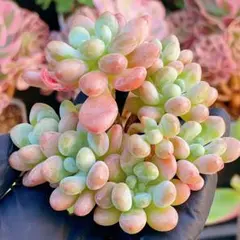 ウナギイヌ様 リクエスト 3点 まとめ商品