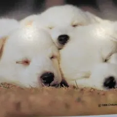 さくら様専用ページ