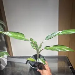 アグラオネマ ニティドゥム カーティシー 観葉植物 LEON レオン 24