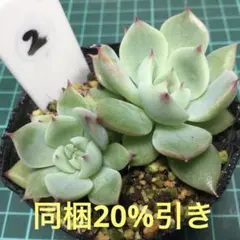 piyomama様 リクエスト 2点 まとめ商品