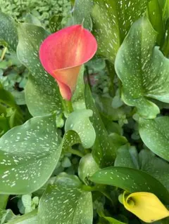 たまひろ様 リクエスト 3点 まとめ商品