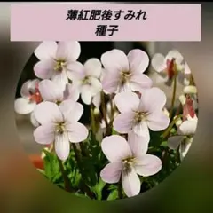 ウスベニヒゴスミレ 小苗 1株 山野草 多年草宿根草 薄紅肥後すみれ a