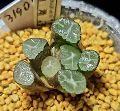 3190 ◎ラスト 白滝　多肉植物 ハオルチア アロエのサムネイル