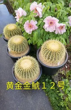 462様サボテン 弁慶柱　発根済み　抜き苗発送　ドライガーデン 弁慶柱① 発根済み 抜き苗発送 ドライガーデン - メルカリ