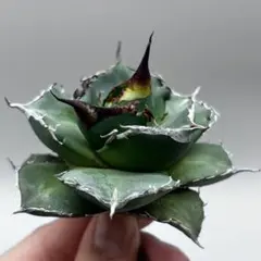 Mark様 リクエスト 2点 まとめ商品