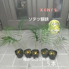 ソテツ 蘇轍 鉢ごと 鉢底から約45cm - メルカリ