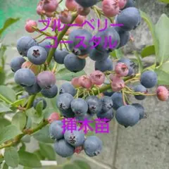 ブルーベリー　穂木　110本 2026年最新】ブルーベリー 穂木の人気アイテム - メルカリ