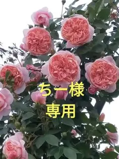 確認用】ニメット バラ苗 接木長尺苗 5号鉢植え 他3苗 薔薇 苗 - メルカリ