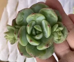 バニラ