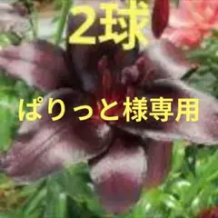 ぱりっと様 リクエスト 2点 まとめ商品