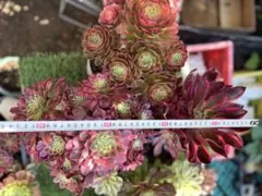 アエオニウム　3種セット　セール　メルカリ便発送