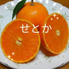 タロコタロ様専用　　　せとか