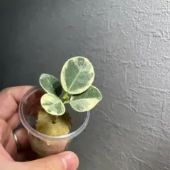 2025年最新】パンダガジュマル 斑入りの人気アイテム - メルカリ