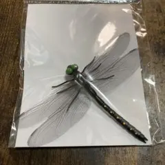 2025年最新】標本 オニヤンマの人気アイテム - メルカリ