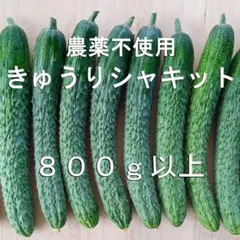 きゅうり「シャキット」800ｇ以上ネコポス常温　節減対象農薬不使用　稲垣農園のサムネイル